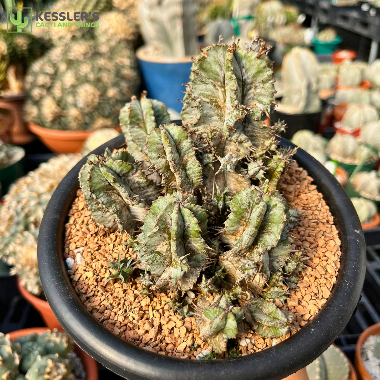 Euphorbia - Horida (African Milk Barrel)