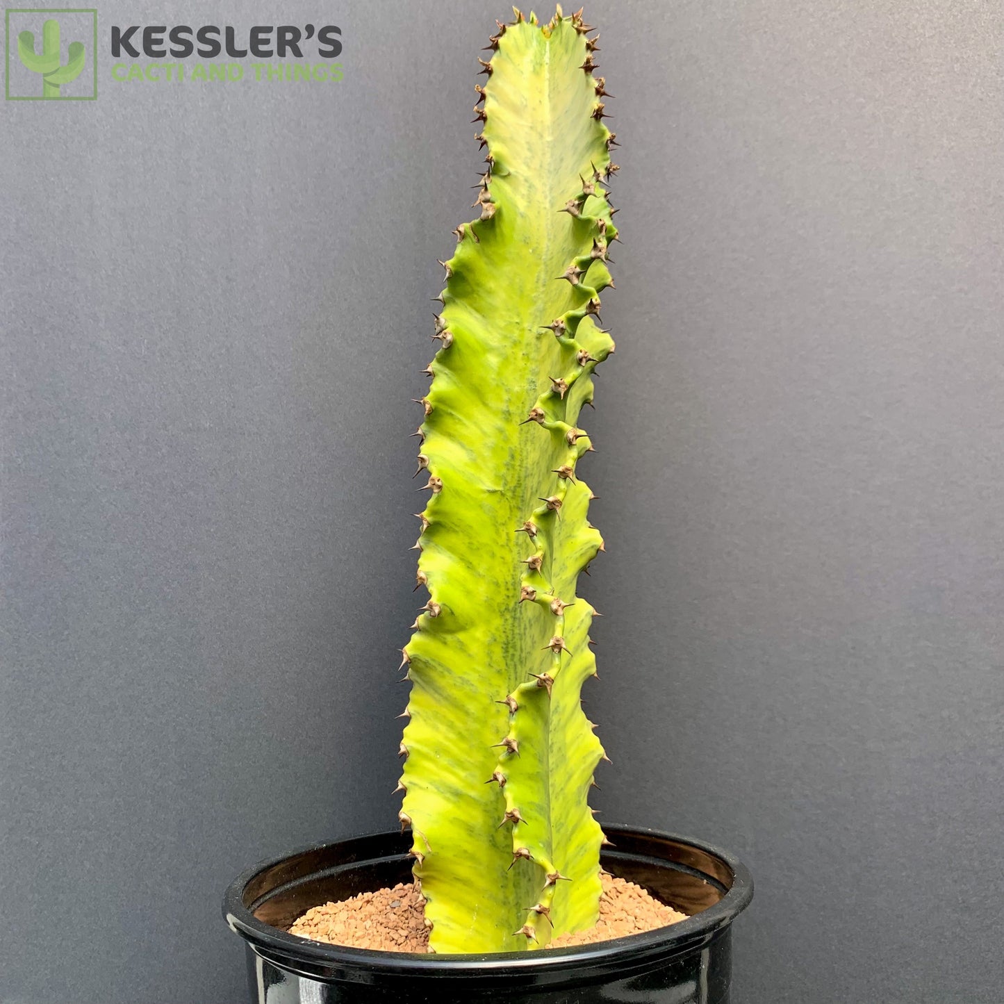 Euphorbia Ammak ‘Variegata’