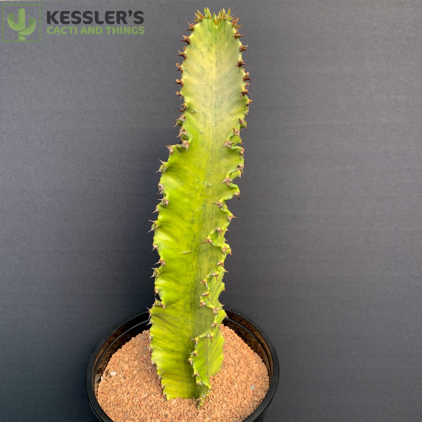 Euphorbia Ammak ‘Variegata’