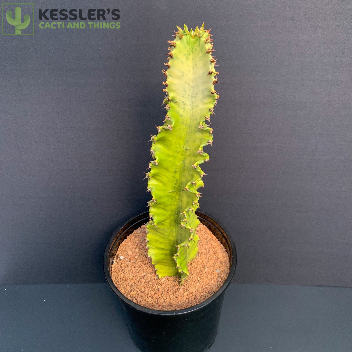 Euphorbia Ammak ‘Variegata’