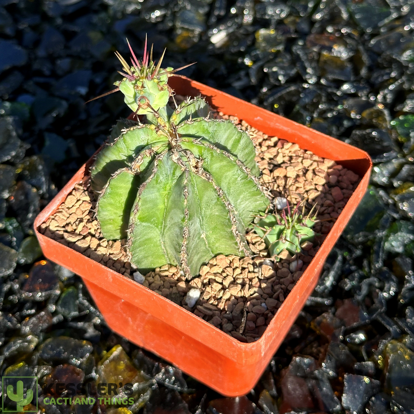 Euphorbia - Fruticosa Inermis (Green Crown Succulent)