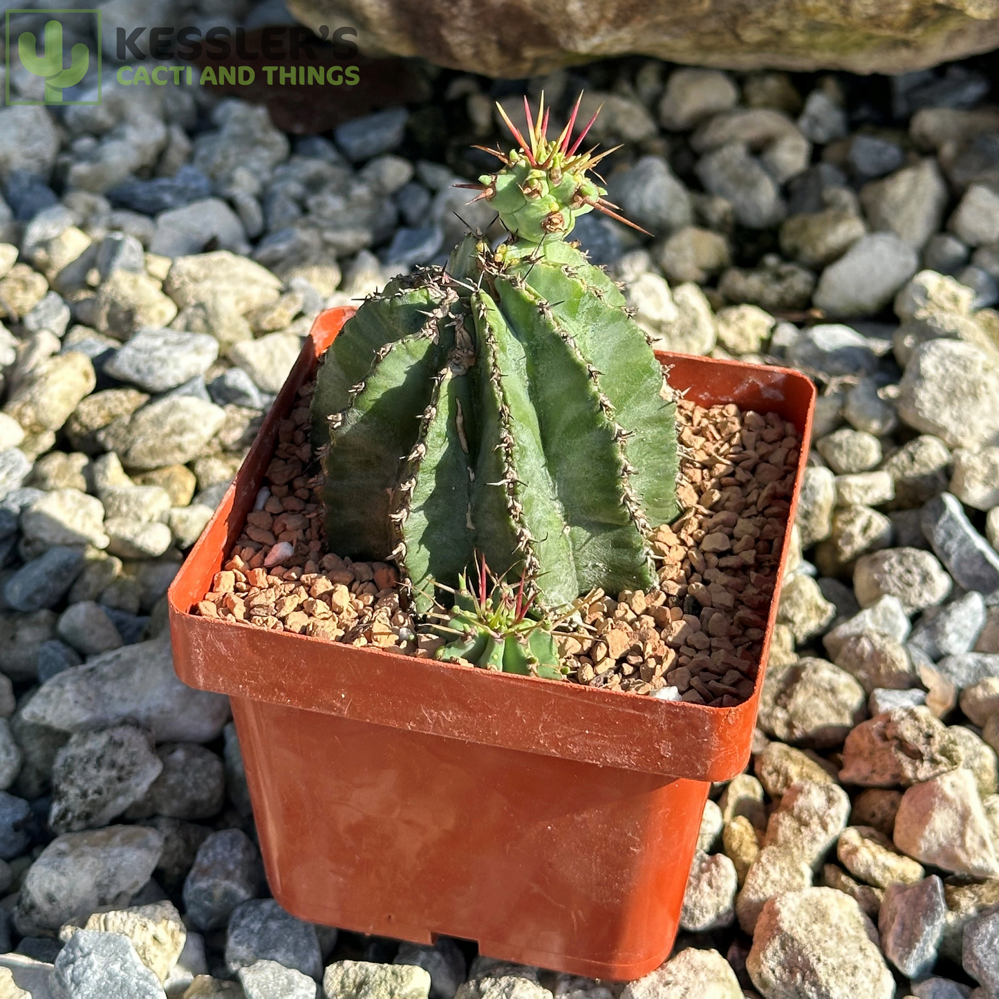 Euphorbia - Fruticosa Inermis (Green Crown Succulent)