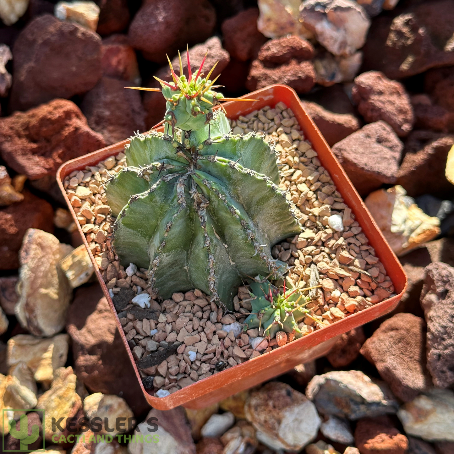 Euphorbia - Fruticosa Inermis (Green Crown Succulent)