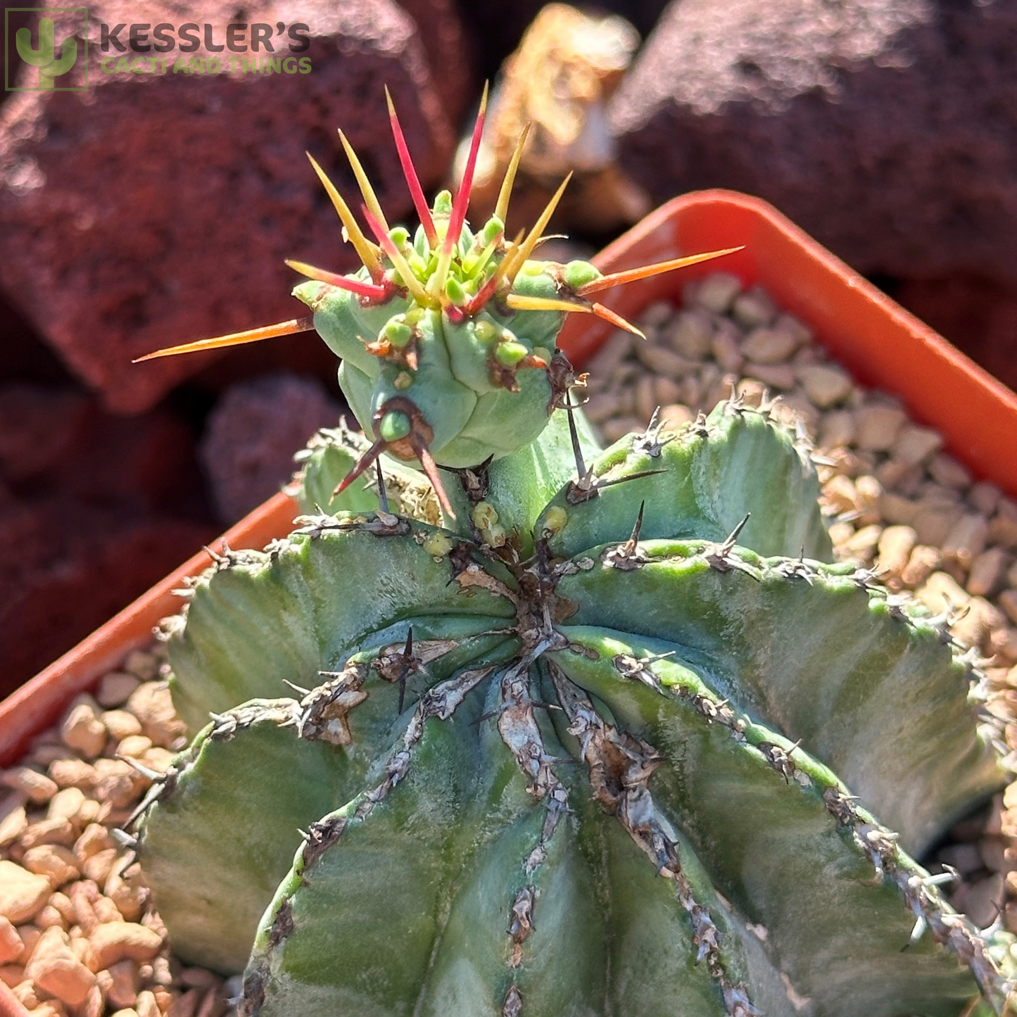 Euphorbia - Fruticosa Inermis (Green Crown Succulent)