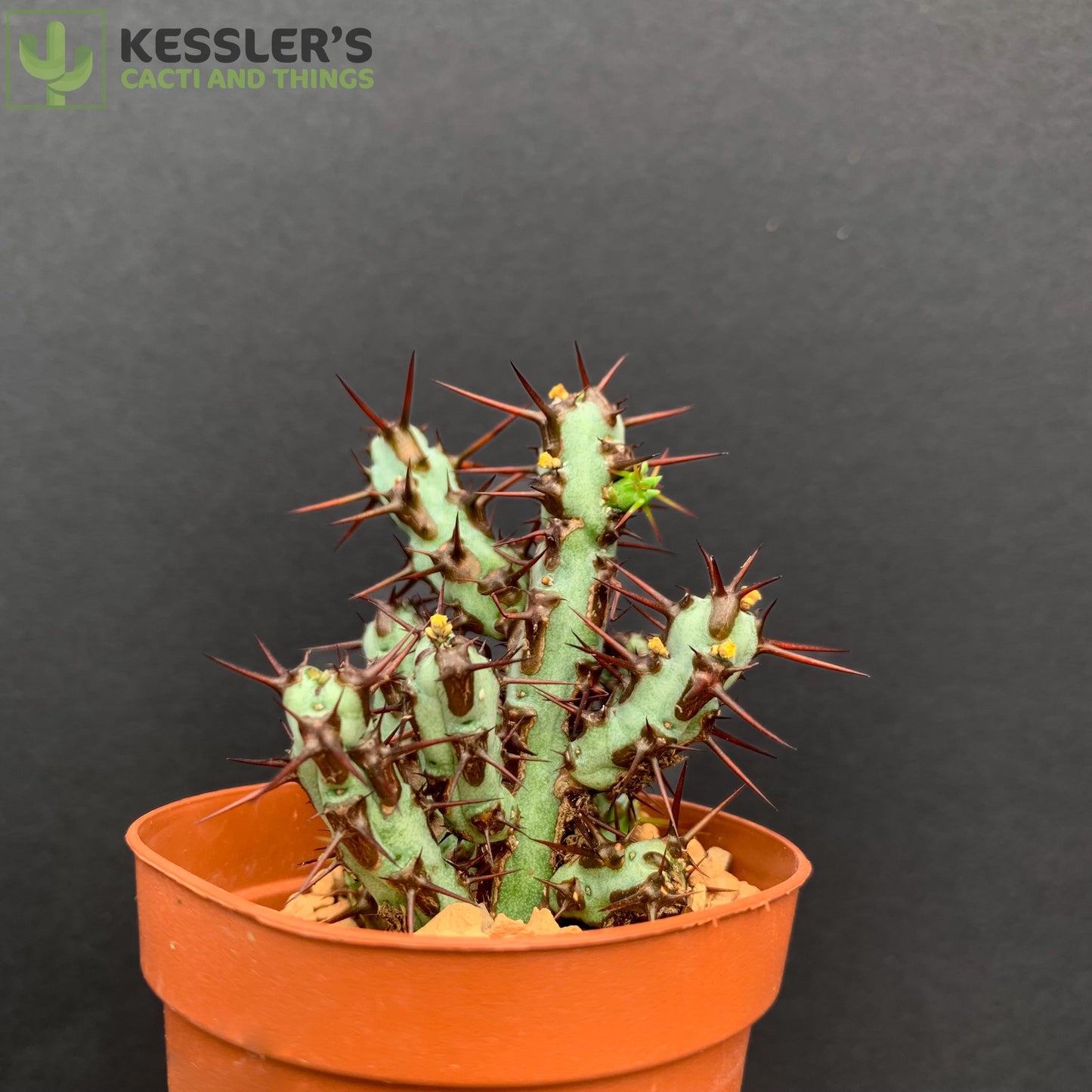 Euphorbia aeruginosa 'Minor' Miniature Saguaro