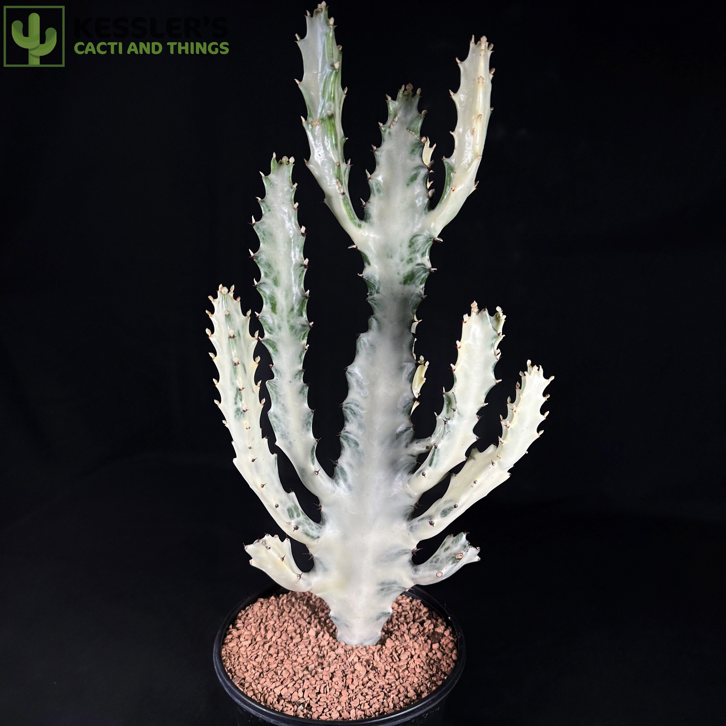 Euphorbia Lactea (Grey Ghost)