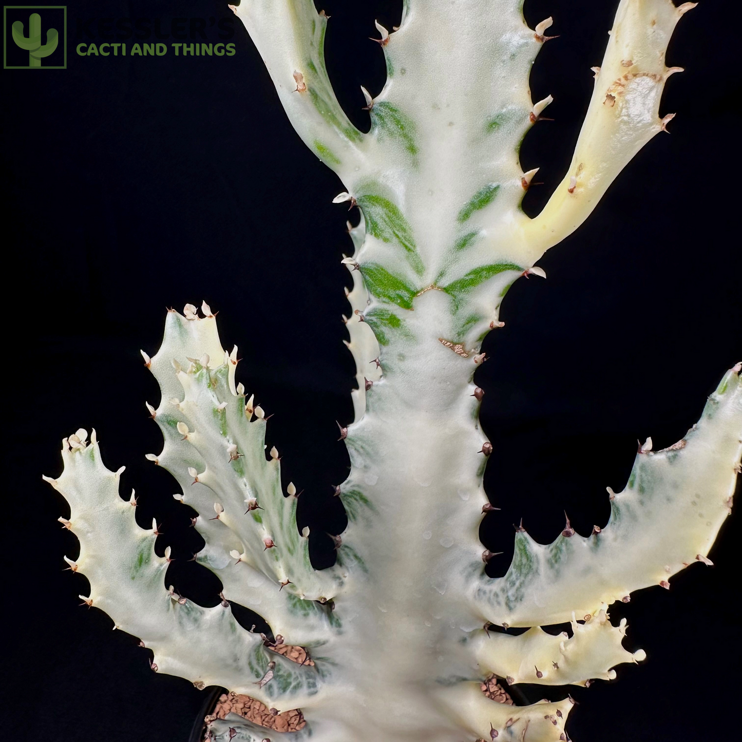 Euphorbia Lactea (Grey Ghost)