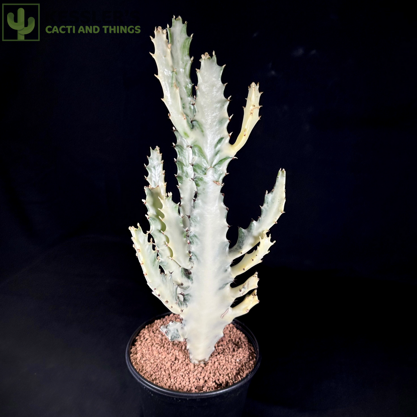 Euphorbia Lactea (Grey Ghost)