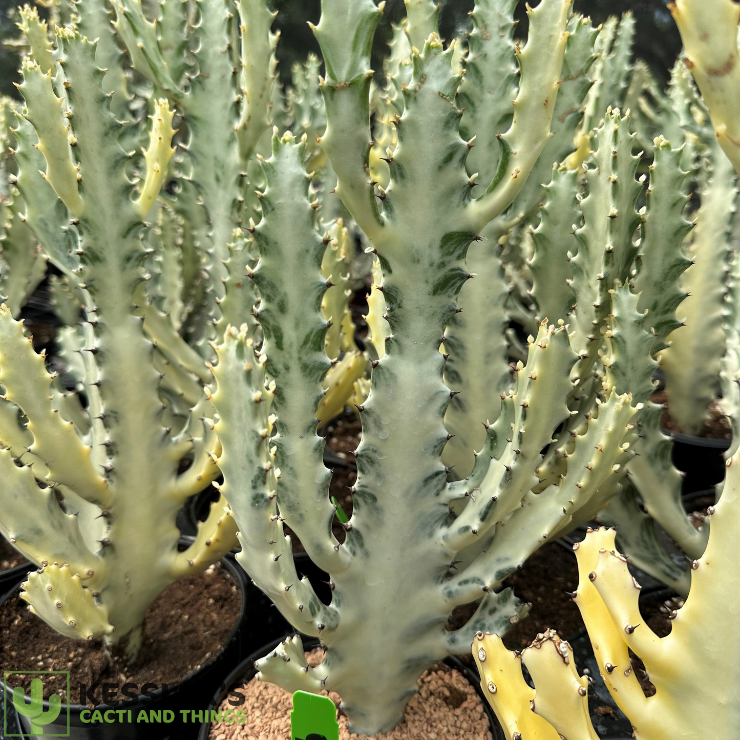 Euphorbia Lactea (Grey Ghost)