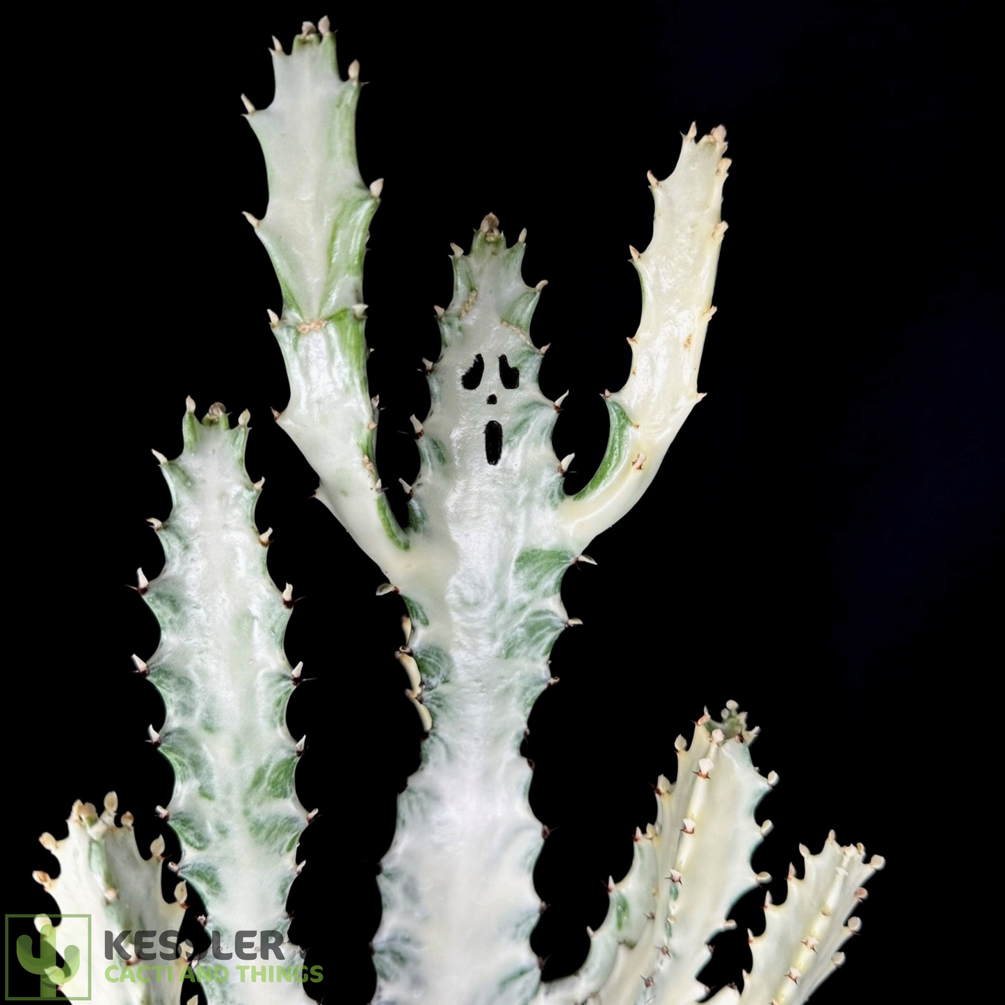 Euphorbia Lactea (Grey Ghost)