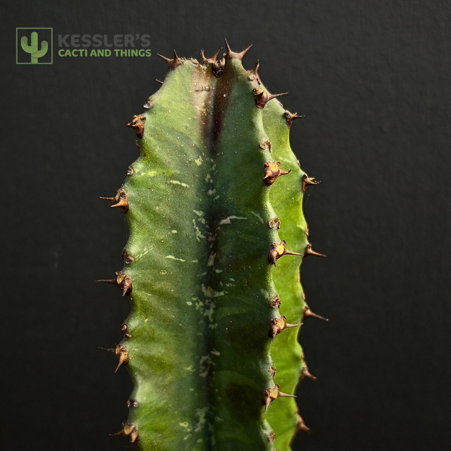 Euphorbia Ingens