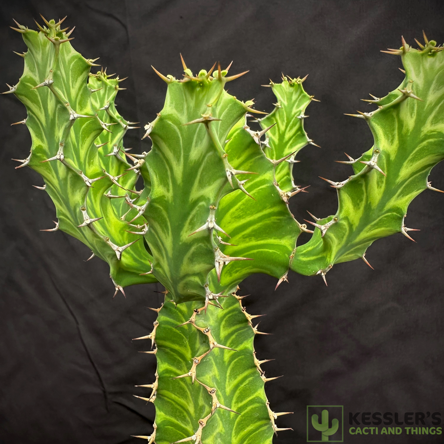 Euphorbia Pseudocactus  (Zig Zag Cactus)