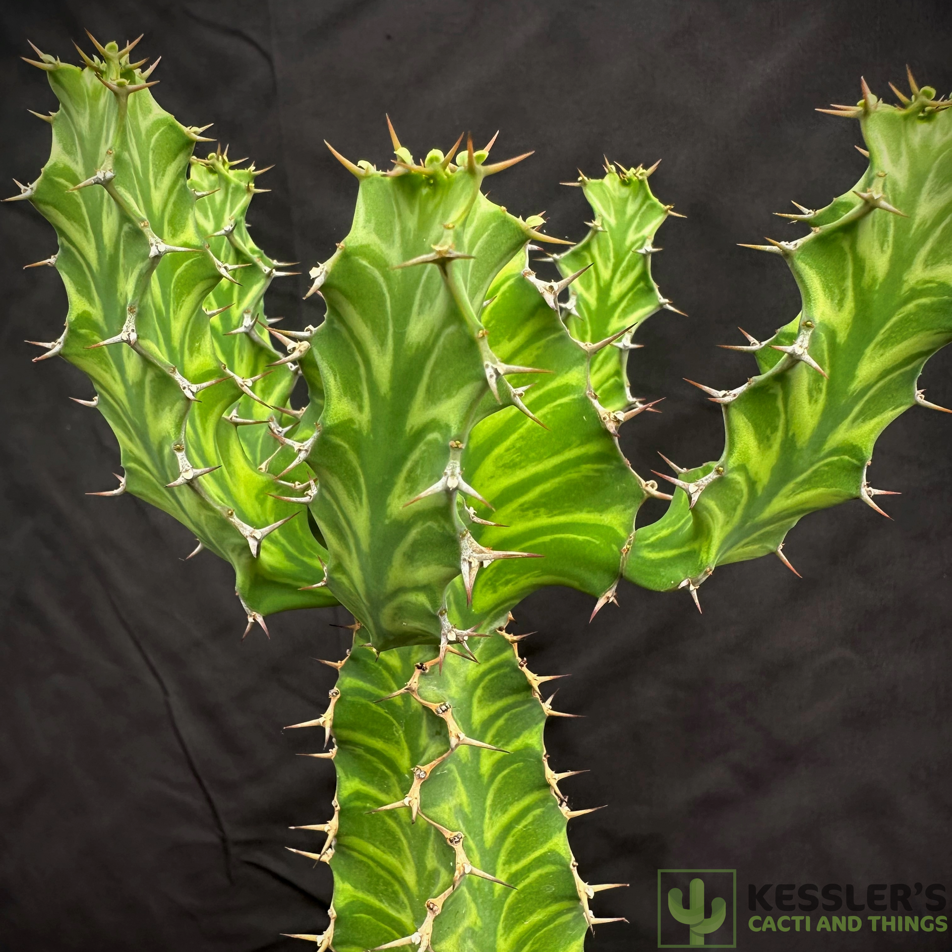 Euphorbia Pseudocactus (Zig Zag Cactus)