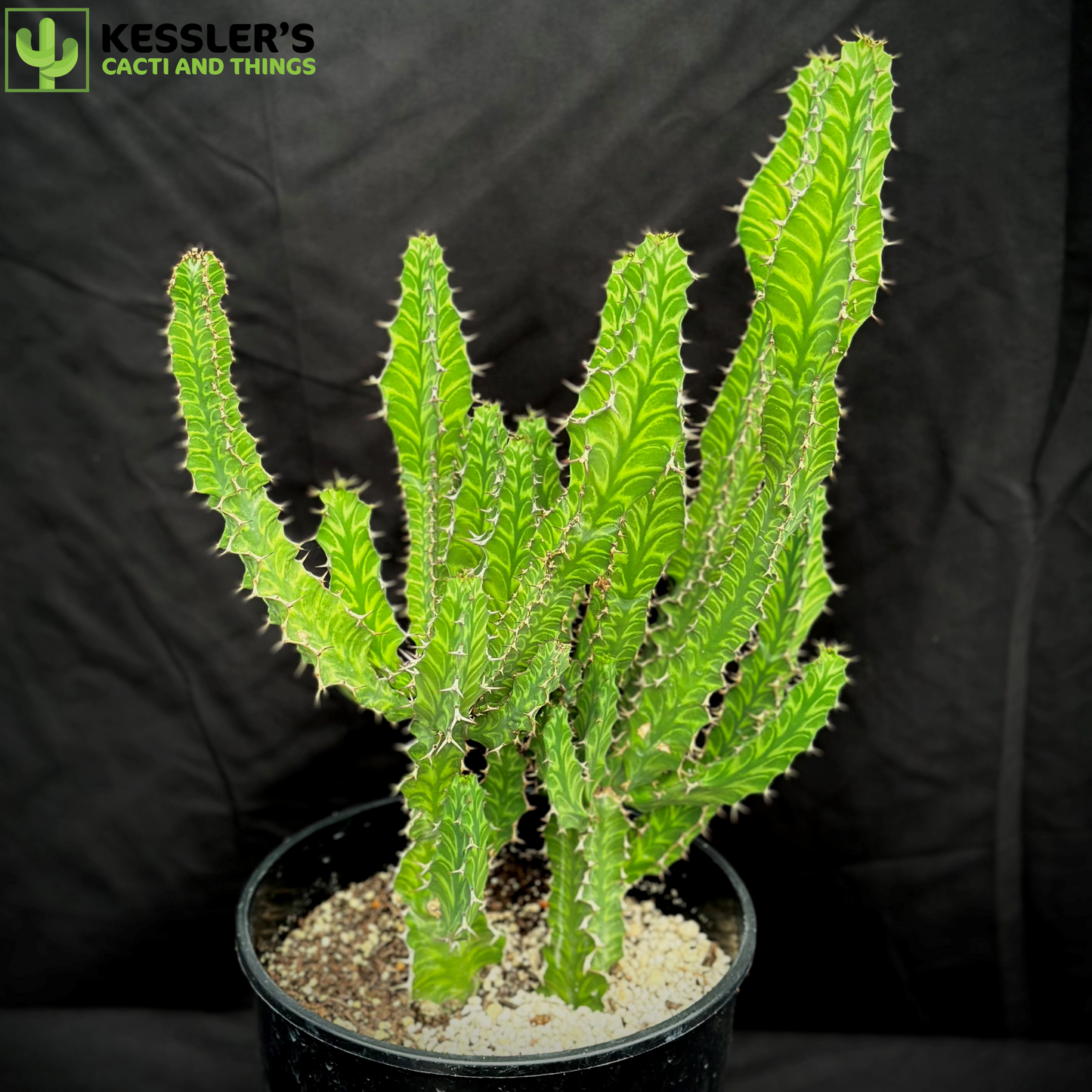 Euphorbia Pseudocactus  (Zig Zag Cactus)
