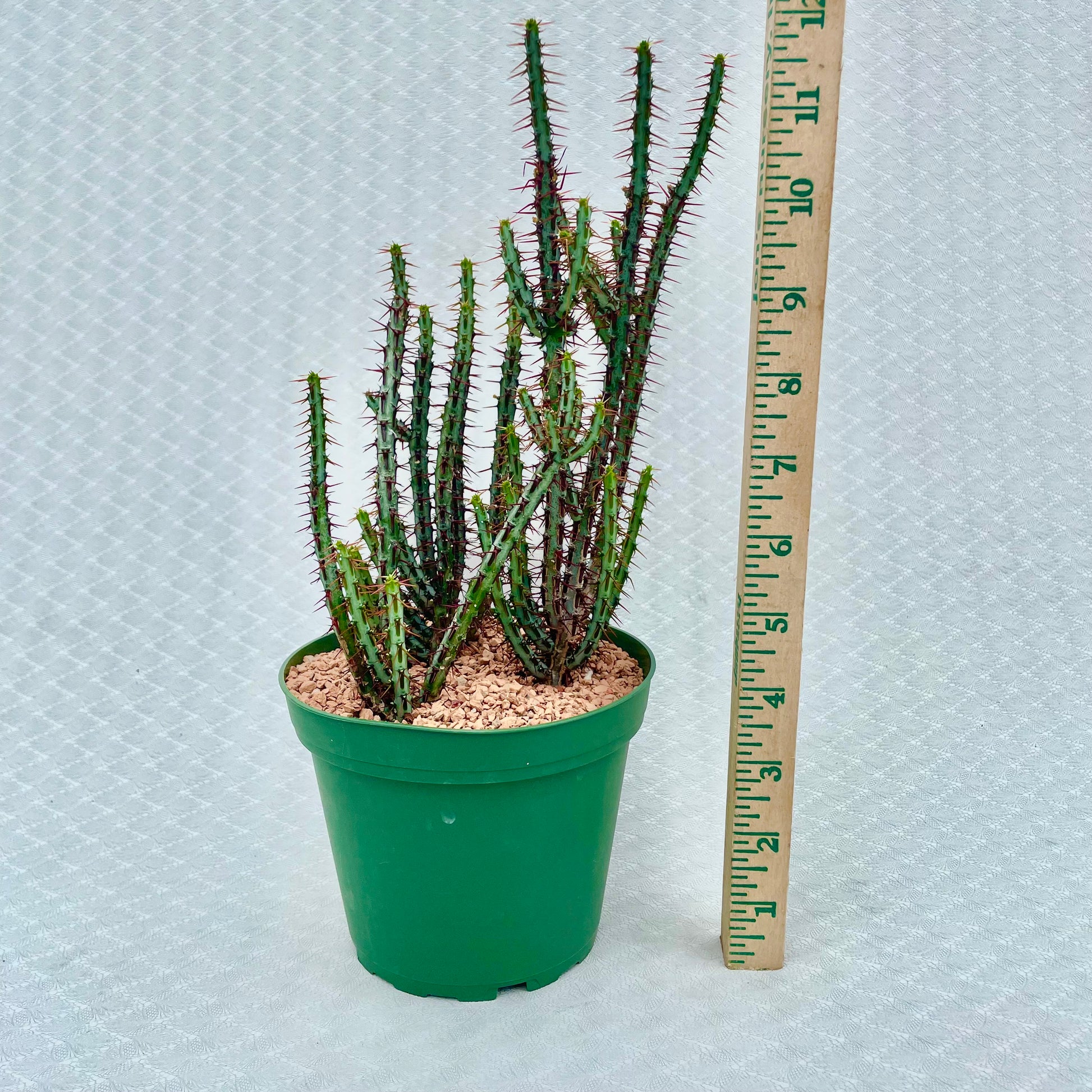 Euphorbia aeruginosa 'Minor' Miniature Saguaro