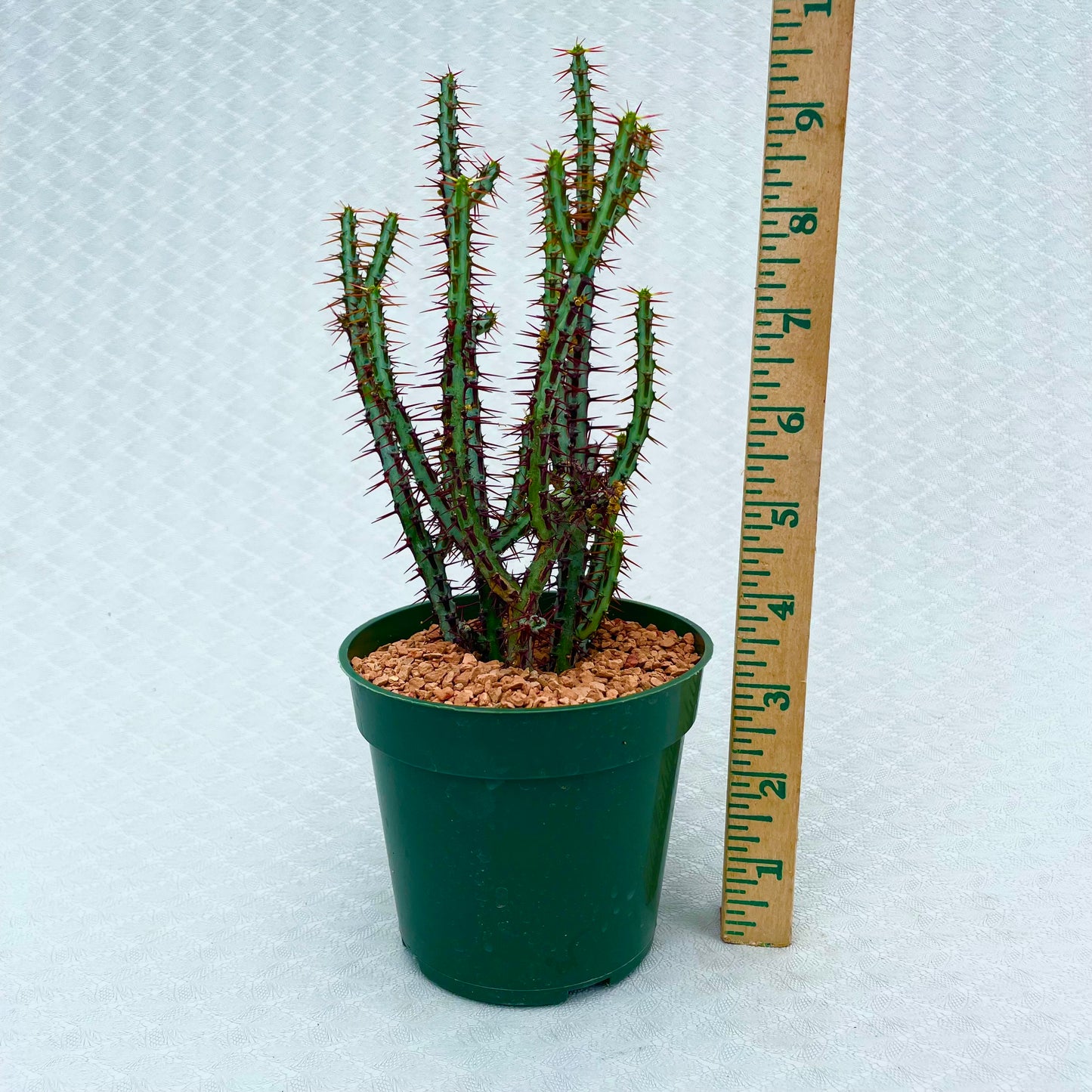 Euphorbia aeruginosa 'Minor' Miniature Saguaro 