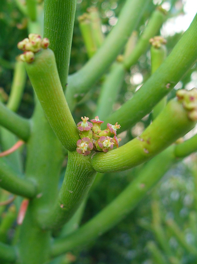 Flowering Euphorbia Tirucalli