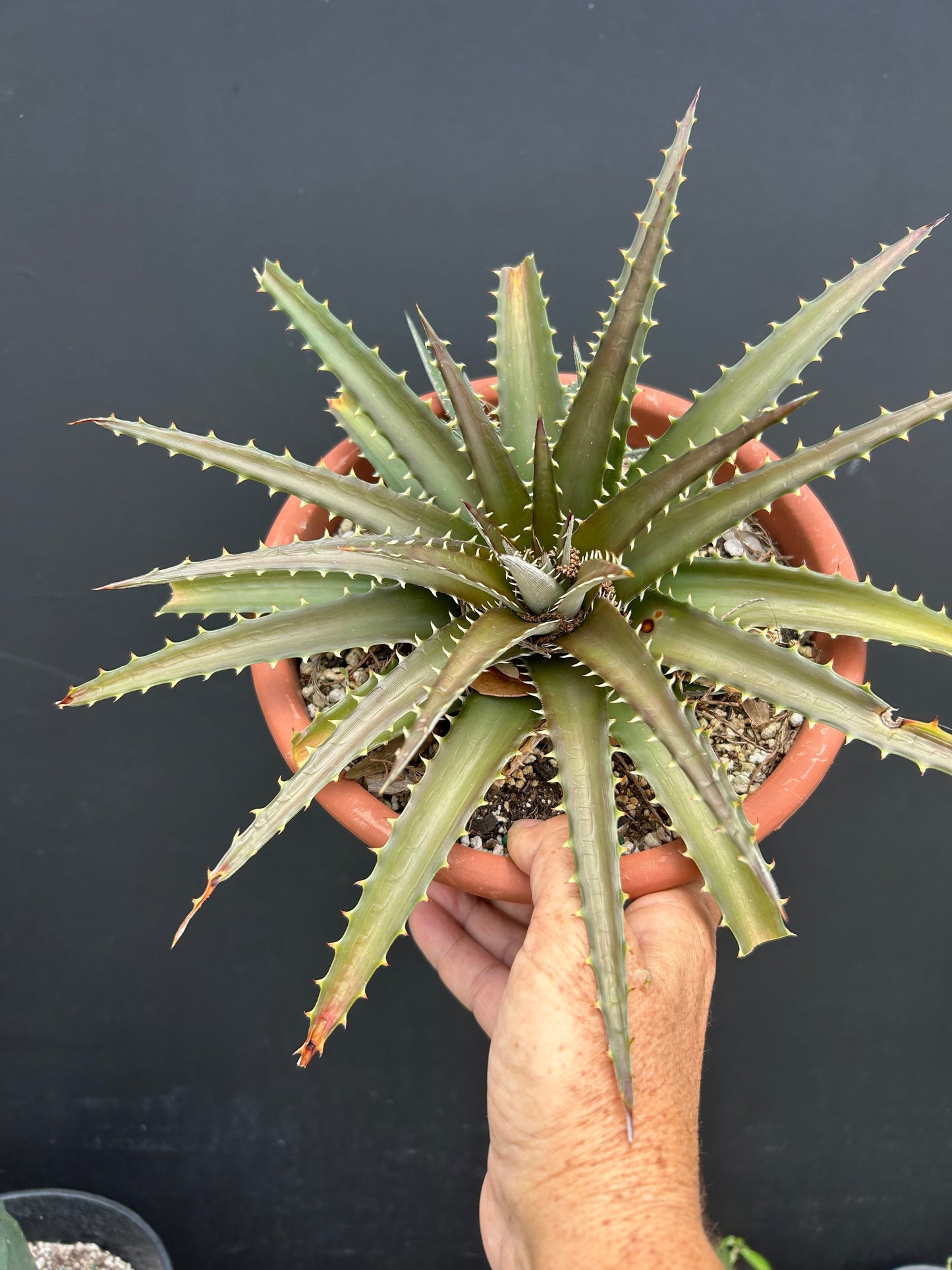 Dyckia Brittle Star x Arizona