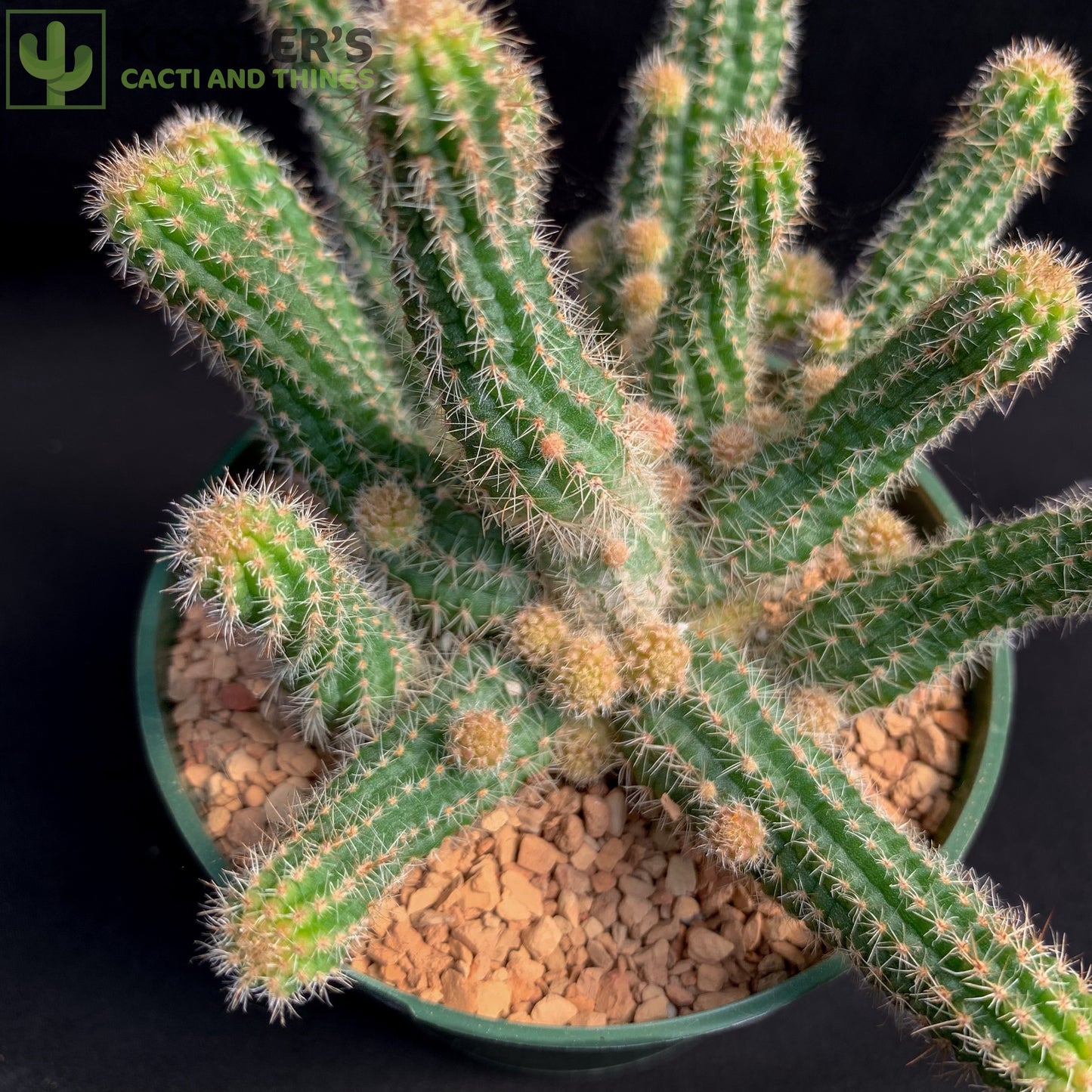 Chamaecereus Silvestrii (Peanut Cactus)