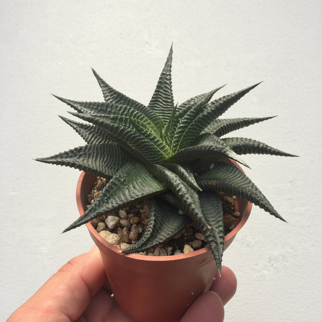 Haworthia Limifolia