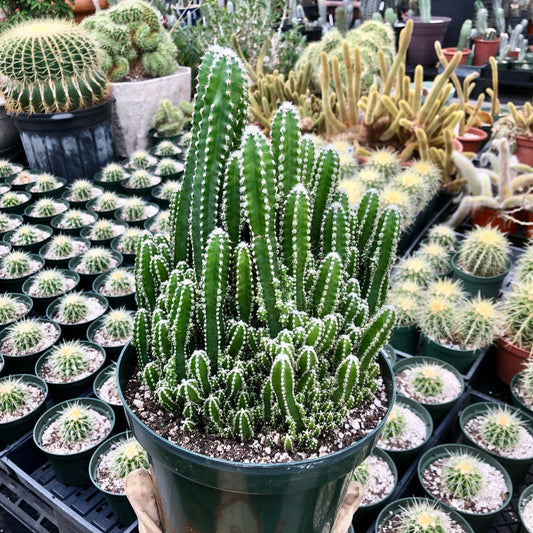 a medium acanthocereus tetragonus in 10 inch pot