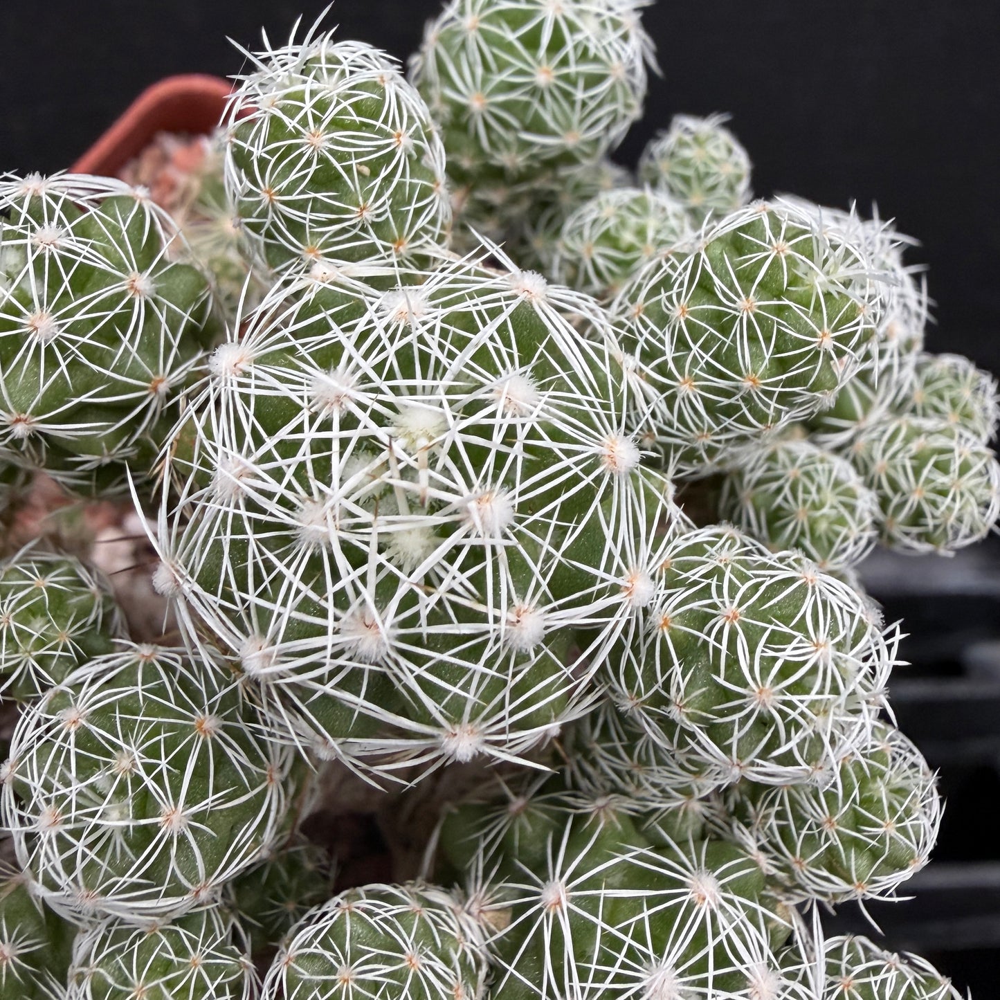 Mammillaria Gracilis v. Fragilis (Thimble Cactus)
