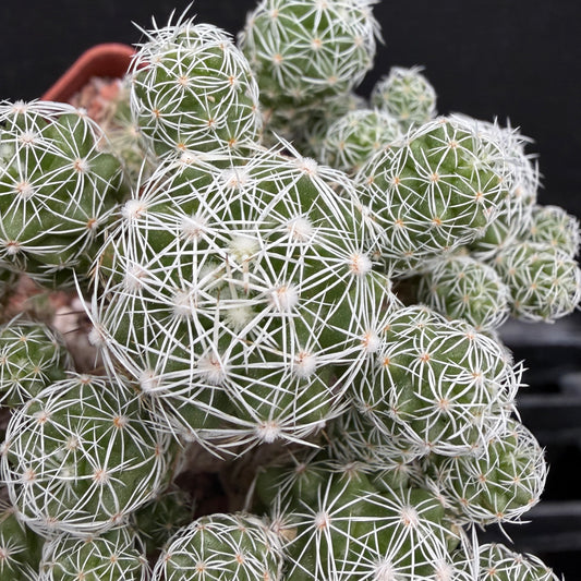 Mammillaria Gracilis v. Fragilis (Thimble Cactus)