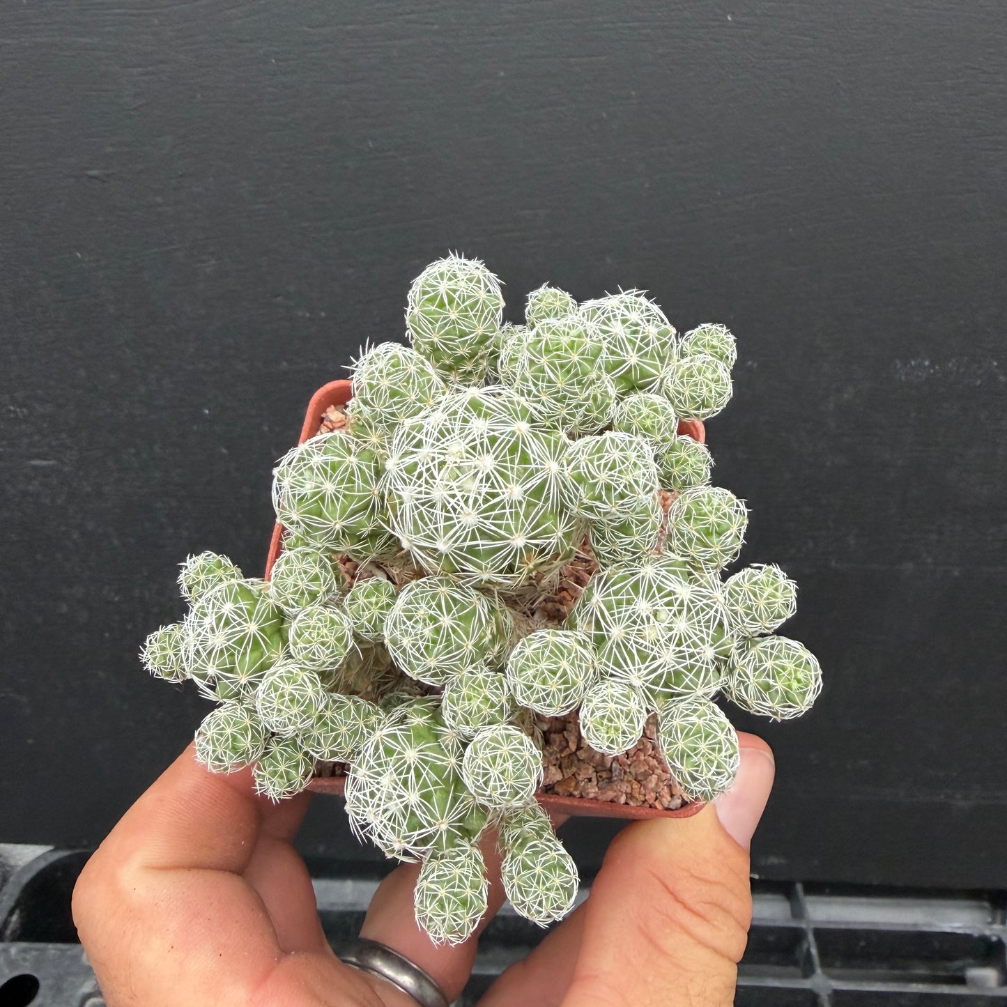 Mammillaria Gracilis v. Fragilis (Thimble Cactus)