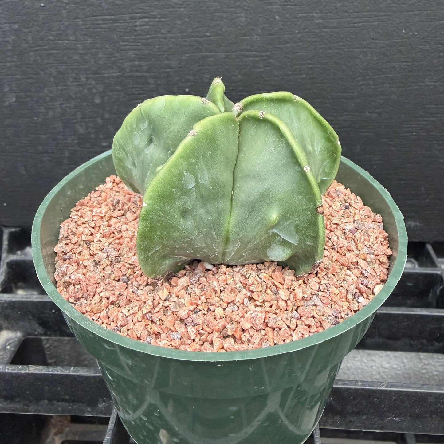 Astrophytum Myriostigma Nudum (Bishop's Cap)