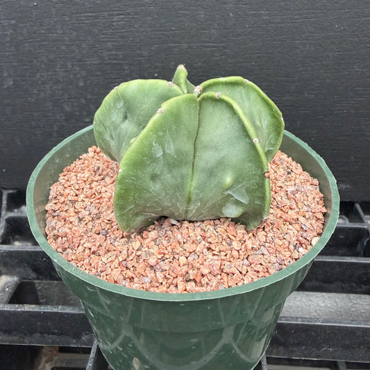 Astrophytum Myriostigma Nudum (Bishop's Cap)