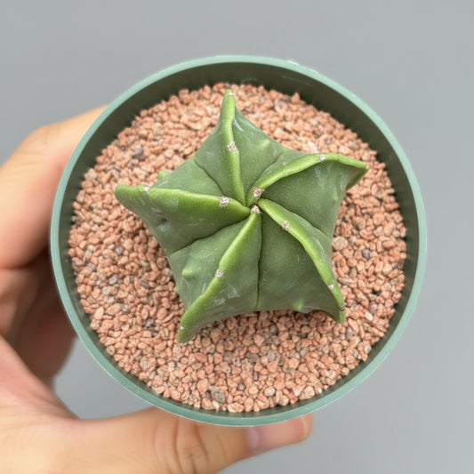 Astrophytum Myriostigma Nudum (Bishop's Cap)