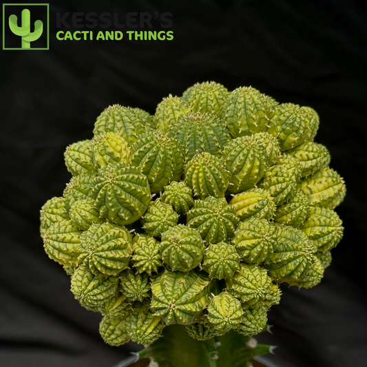 Grafted Variegated Euphorbia Obesa
