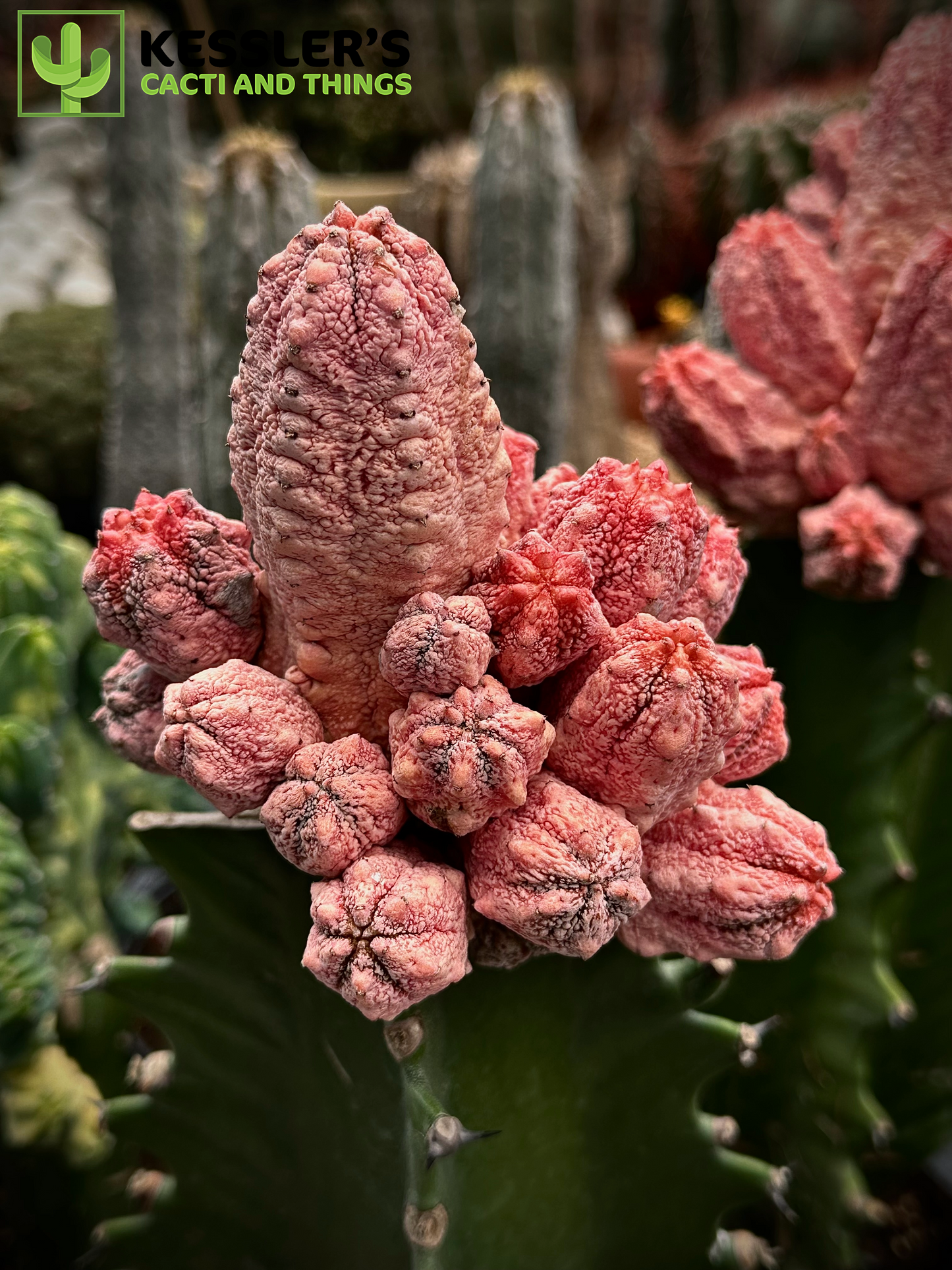 Grafted Euphorbia Abdelkuri cv. Damask (Pink Pickle)