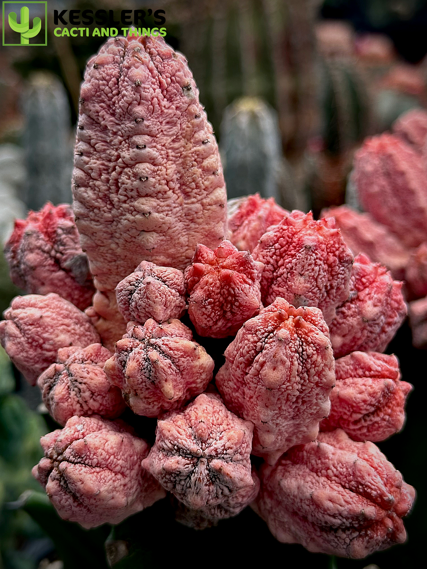 Grafted Euphorbia Abdelkuri cv. Damask (Pink Pickle)