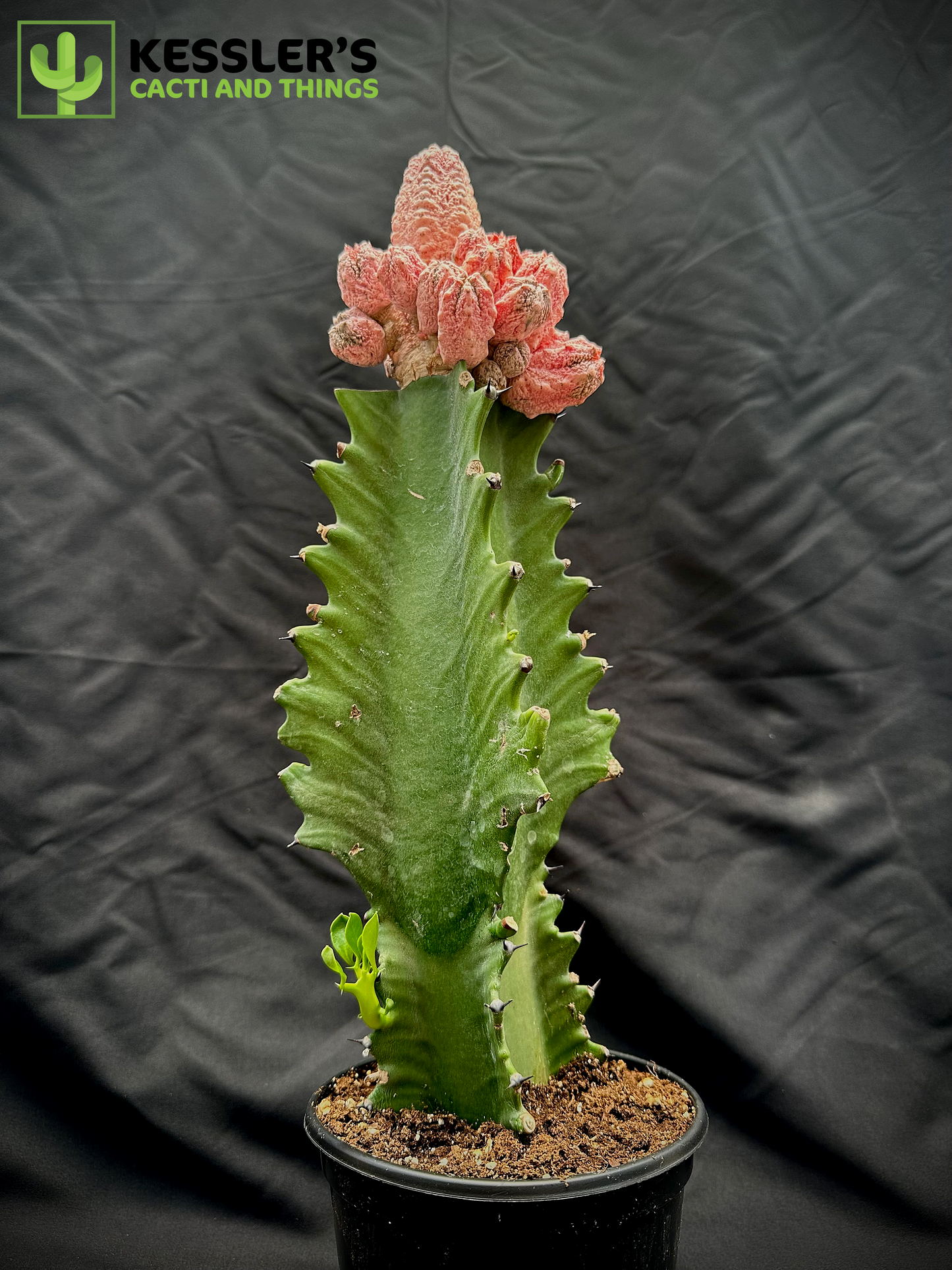 Grafted Euphorbia Abdelkuri cv. Damask (Pink Pickle)