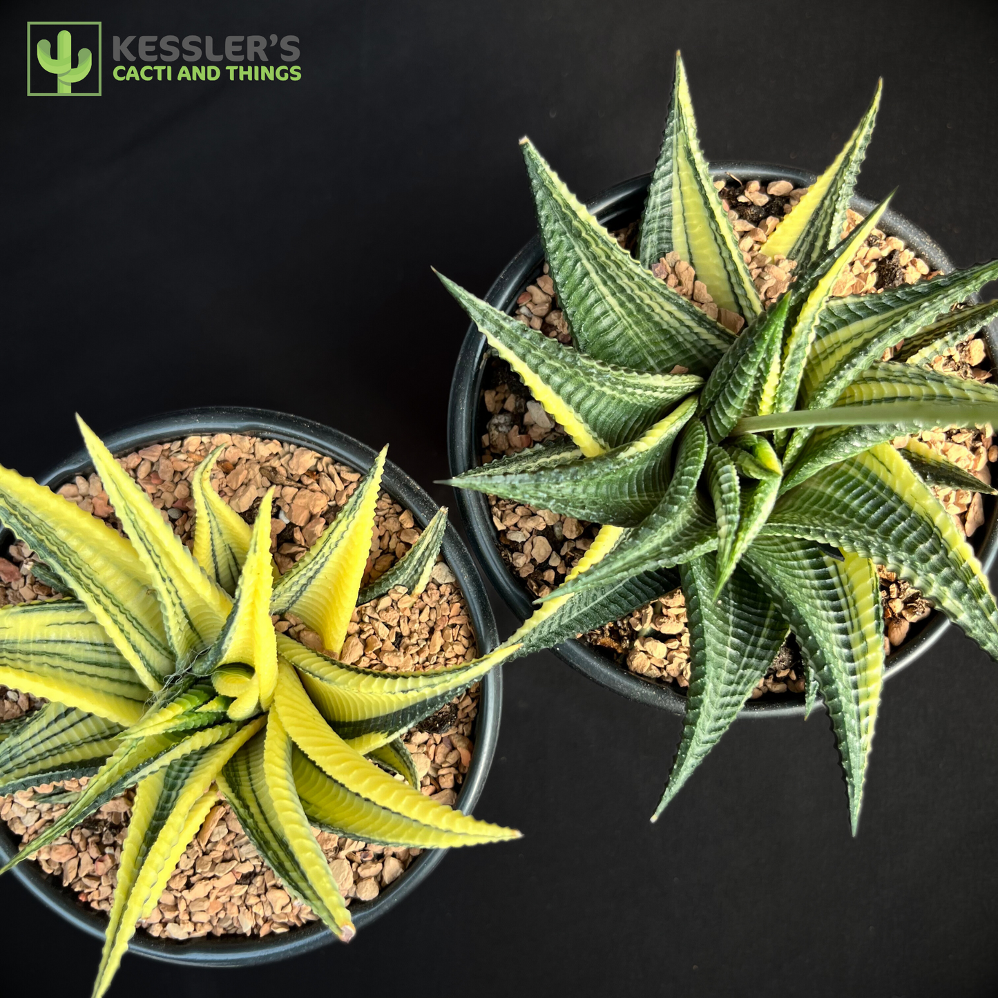 Haworthia Limifolia Variegata (Washboard)