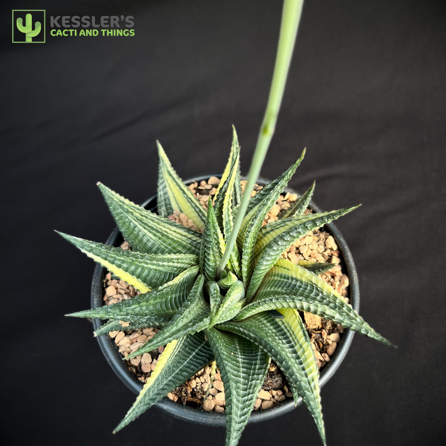 Haworthia Limifolia Variegata (Washboard)