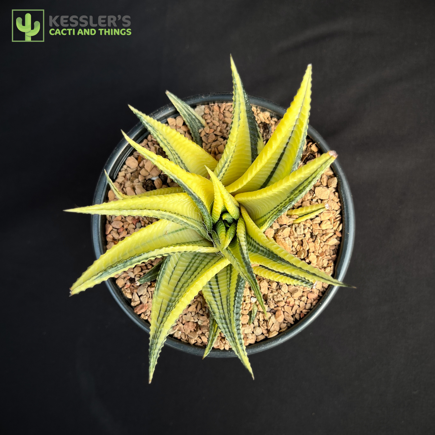 Haworthia Limifolia Variegata (Washboard)