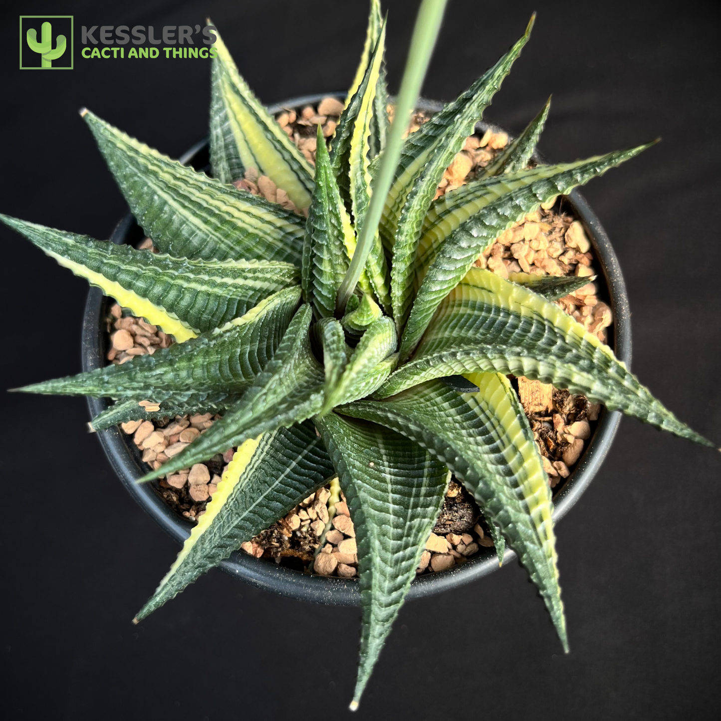 Haworthia Limifolia Variegata (Washboard)