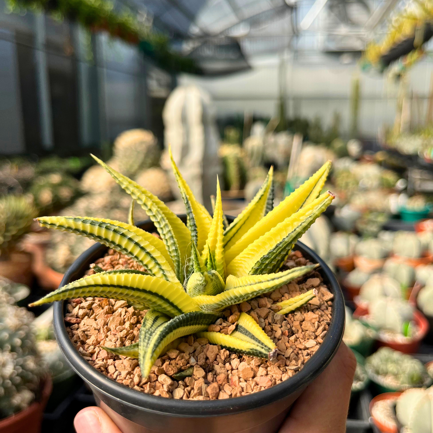 Haworthia Limifolia Variegata (Washboard)