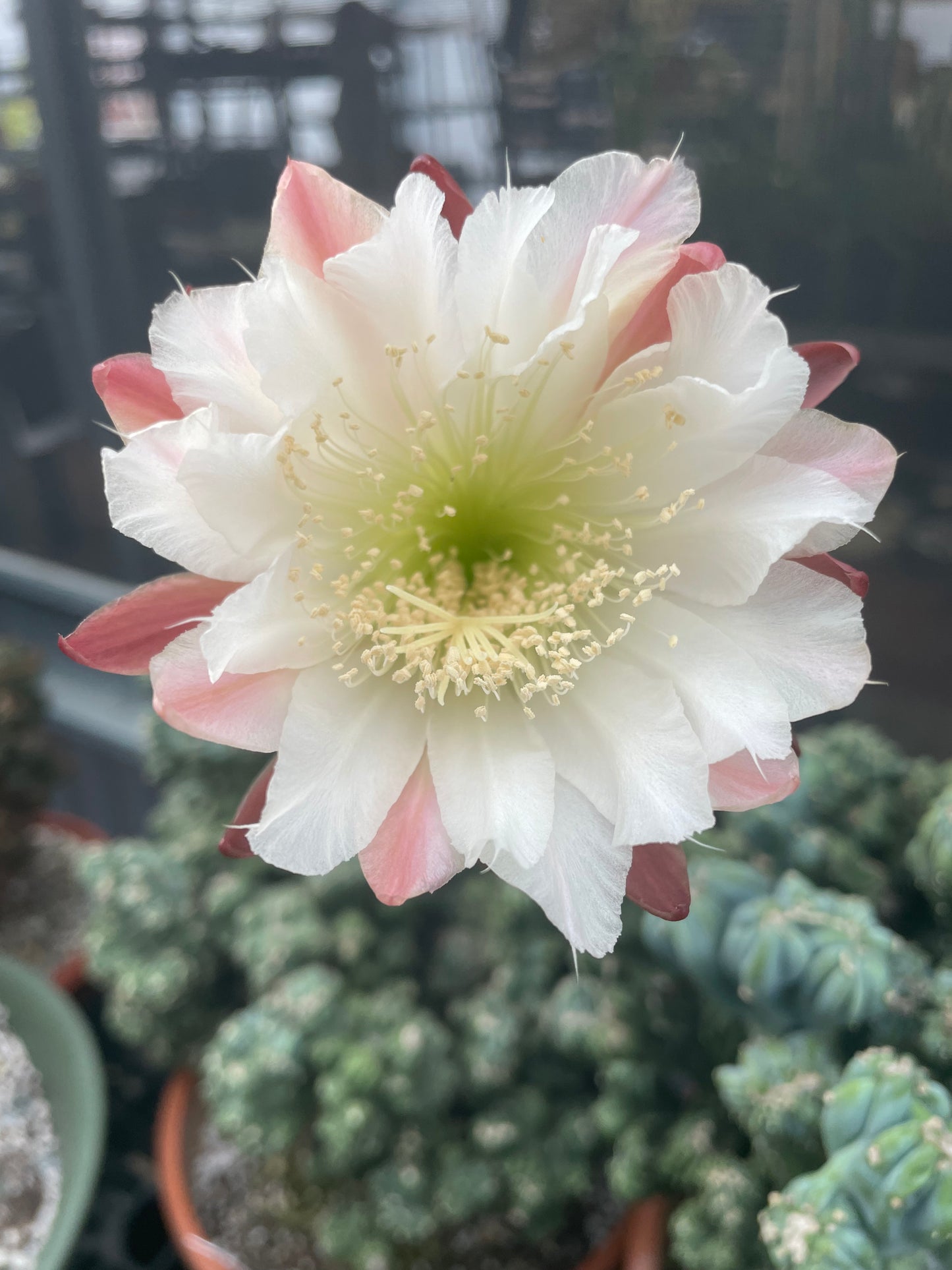 Cereus Forbesii Monstrose (Ming Thing)