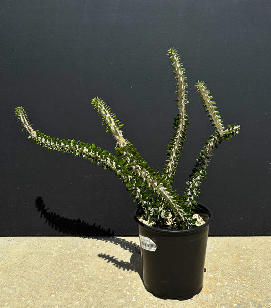 Alluaudia Procera (Madagascar Ocotillo)