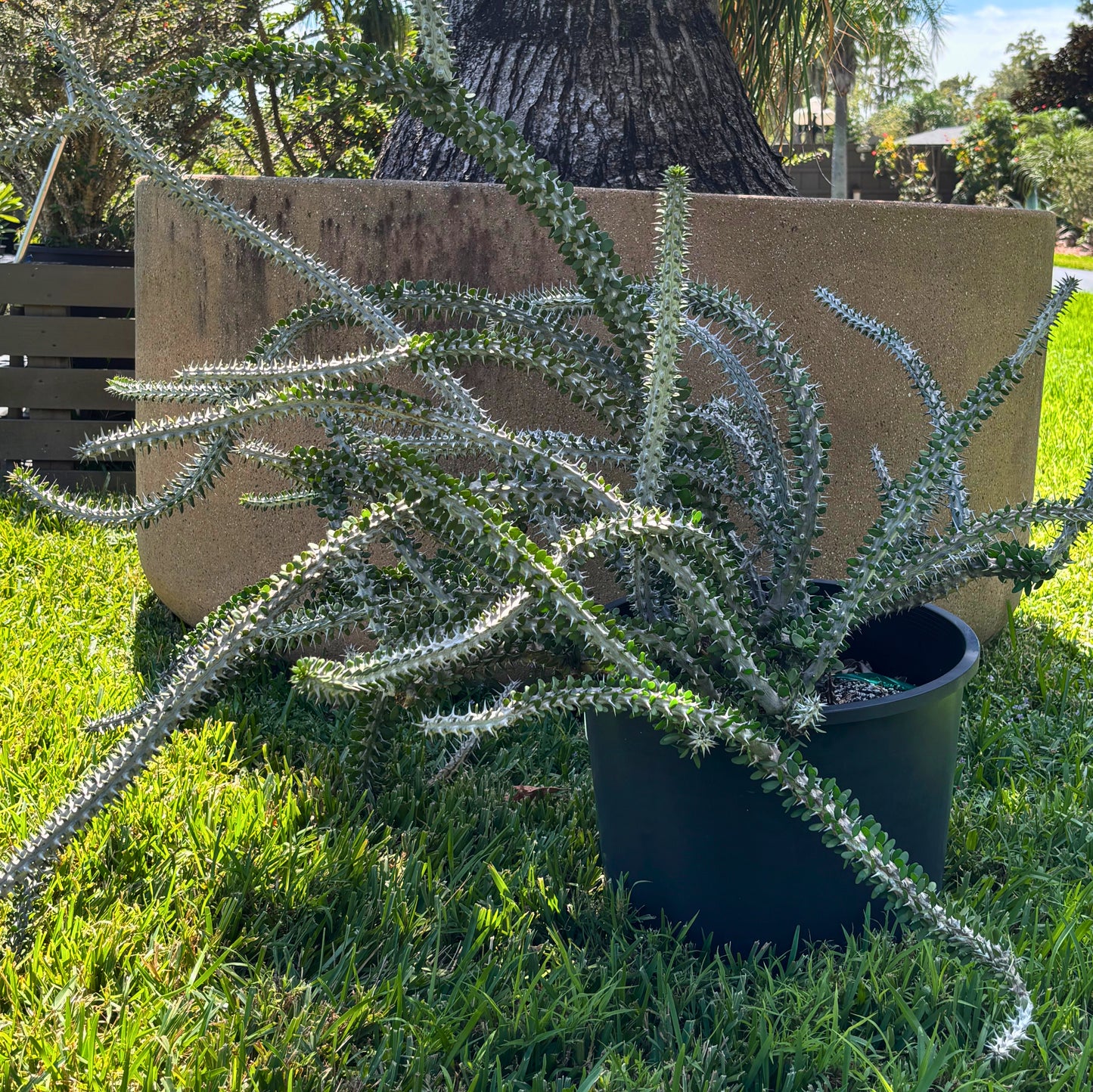 Alluaudia Procera (Madagascar Ocotillo)
