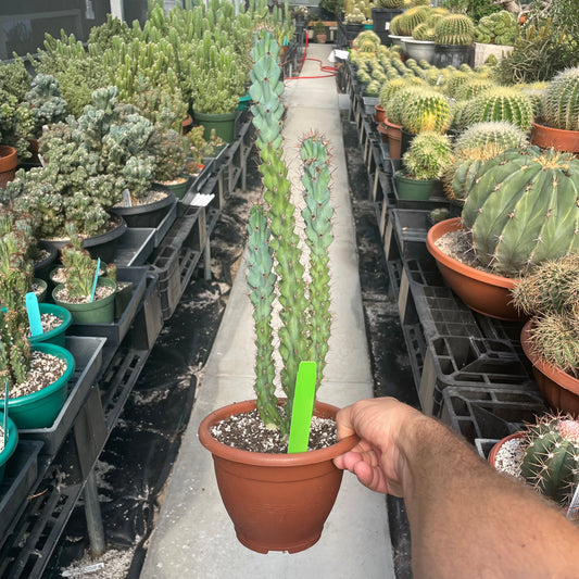 a hand holding a medium sized Cereus Peruvianus Monstrose (Apple Cactus)