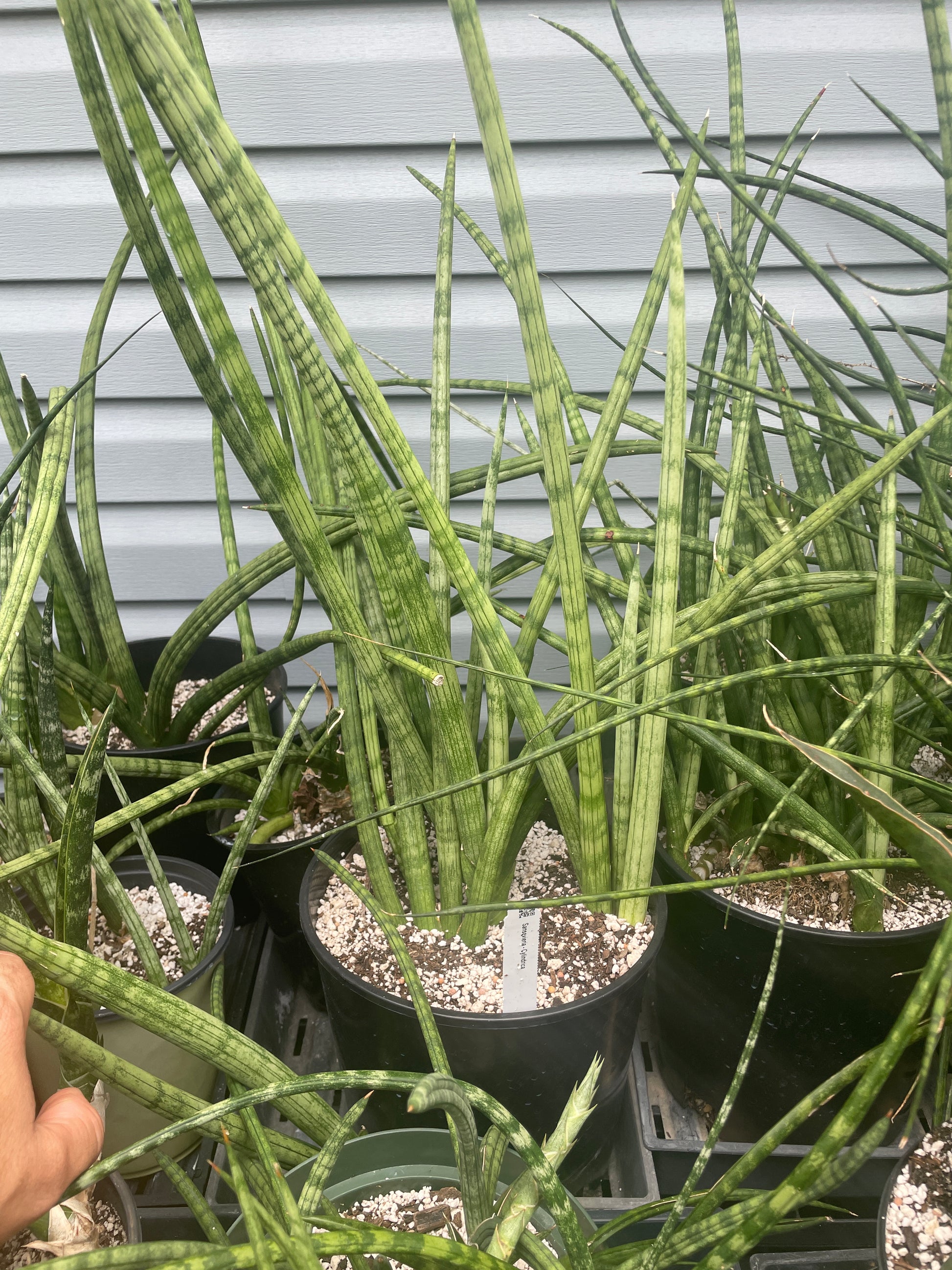 sanseveria cylindrical snake plant Sansevieria Cylindrica – Kesslers Cacti