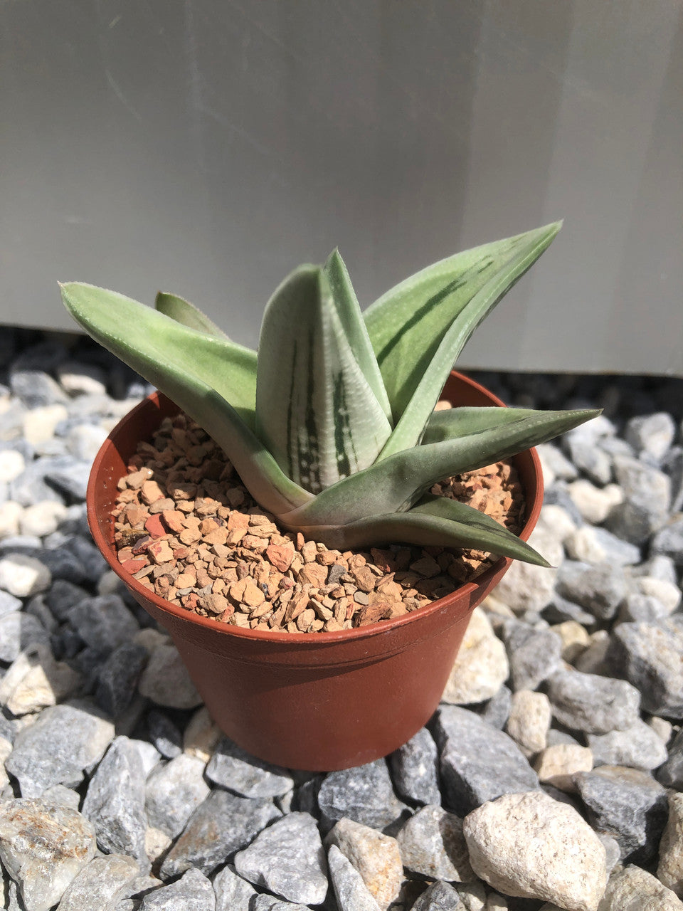 Gasteraloe (Green Ice)