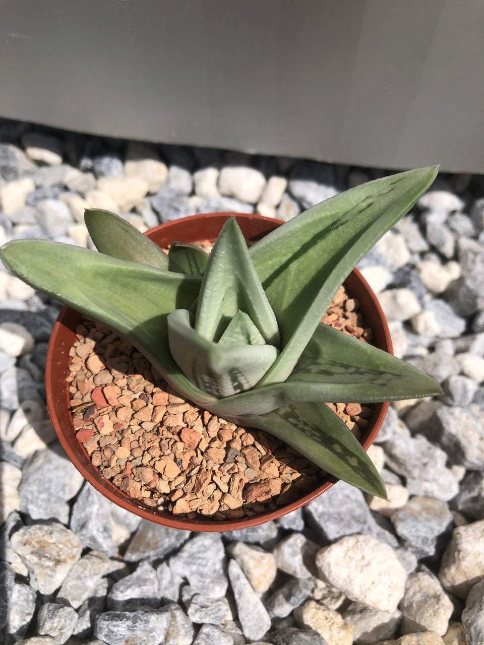 Gasteraloe (Green Ice)