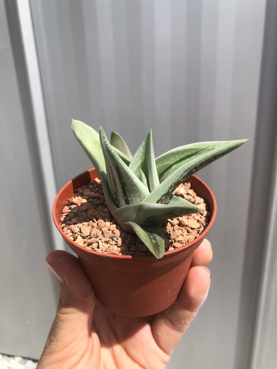 Gasteraloe (Green Ice)