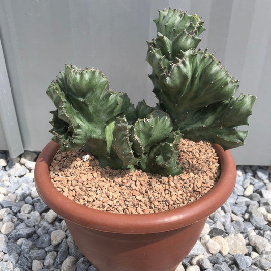 This image features a stunning Euphorbia Lactea Cristata plant, with intricately undulating fan-shaped branches forming a snaky ridge or crowded cluster. The dark green color is attractively marked with silver-grey zigzag patterns, creating a striking contrast.