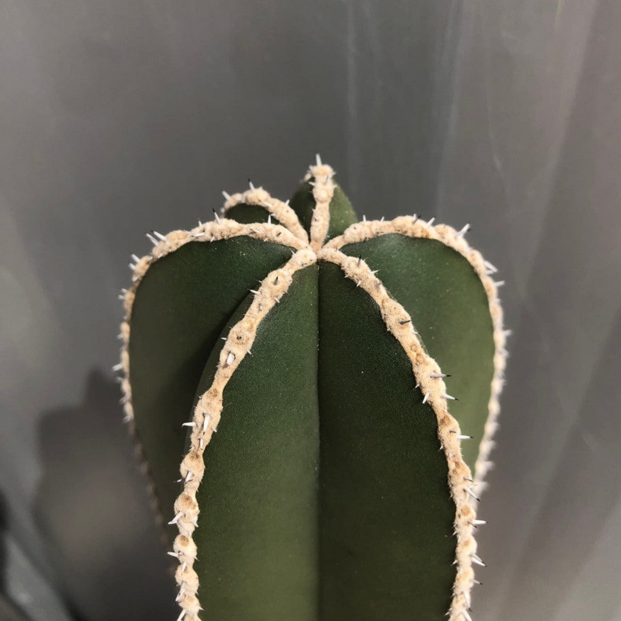 Lophocereus Marginatus (Mexican Fencepost Cactus)